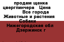 продам щенка цвергпинчера › Цена ­ 15 000 - Все города Животные и растения » Собаки   . Нижегородская обл.,Дзержинск г.